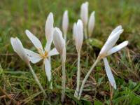 Gruppe weißer Herbstzeitlosen Blüten und Knospen mit Regentropfen